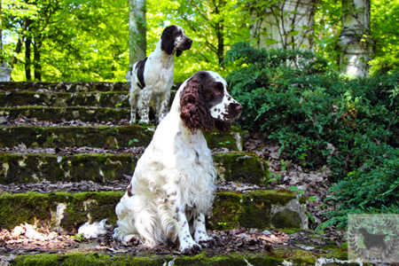 springer spaniele angielskie schody1