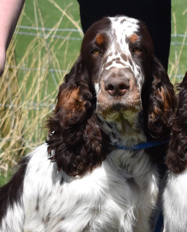 EQUESS CARNIVALE (FCI) -Springer Spaniel Angielski