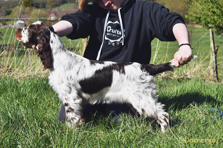 Springer-spaniel-angielski-Nellie4