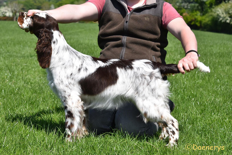 Springer-spaniel-angielski-Nellie5
