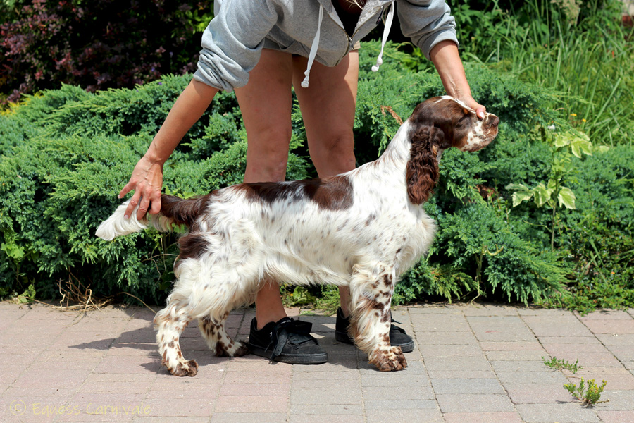springer-spaniel-angielski-belly3 springer-spaniel-angielski-belly3