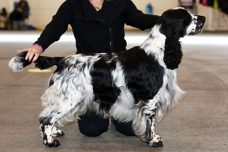 springer-spaniel-angielski-jay springer-spaniel-angielski-jay