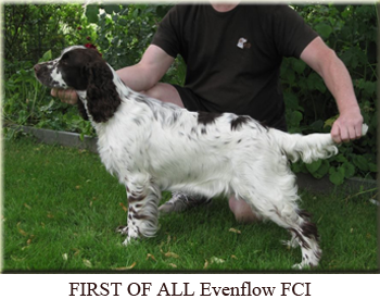 Springers breed by us