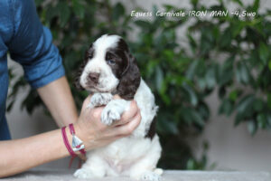 springer-spaniel-angielski-iron3