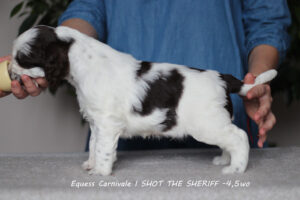 springer-spaniel-angielski-sheriff2