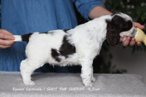 springer-spaniel-angielski-sheriff6