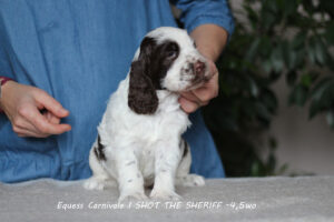 springer-spaniel-angielski-sheriff8