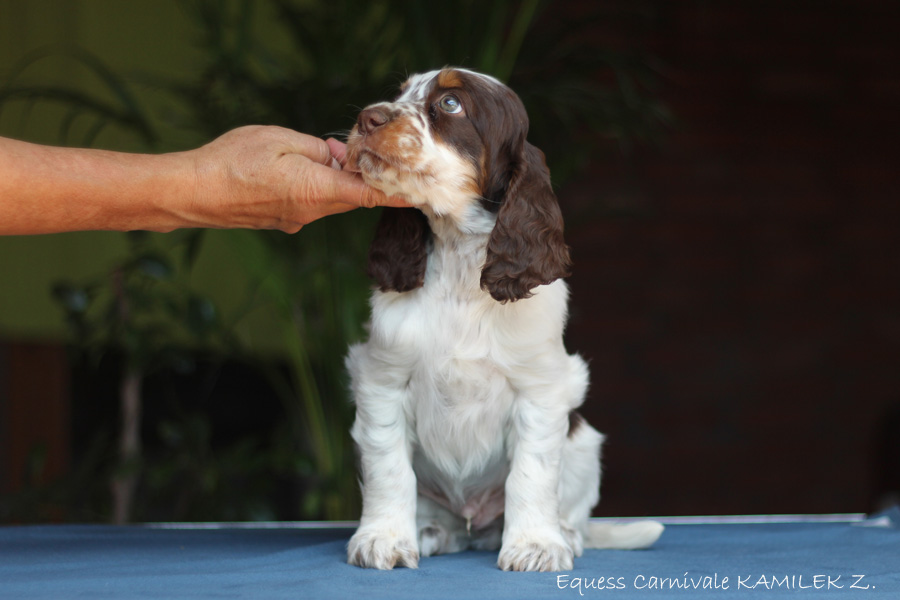 springer-spaniel-angielski-kamil1