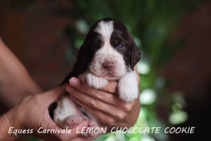 springer-spaniel-angielski-cookie1