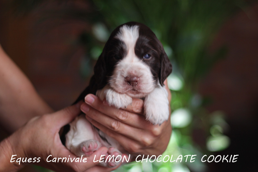 springer-spaniel-angielski-cookie1