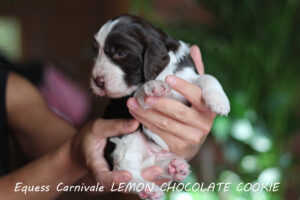 springer-spaniel-angielski-cookie2