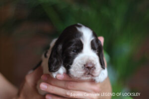 springer-spaniel-angielski-legend1
