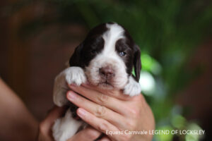 springer-spaniel-angielski-legend2