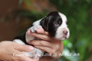 springer-spaniel-angielski-lena1