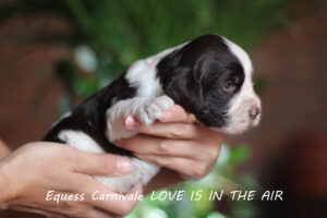 springer-spaniel-angielski-lena2