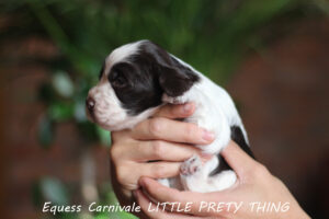 springer-spaniel-angielski-lila1