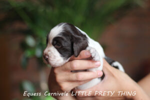 springer-spaniel-angielski-lila2