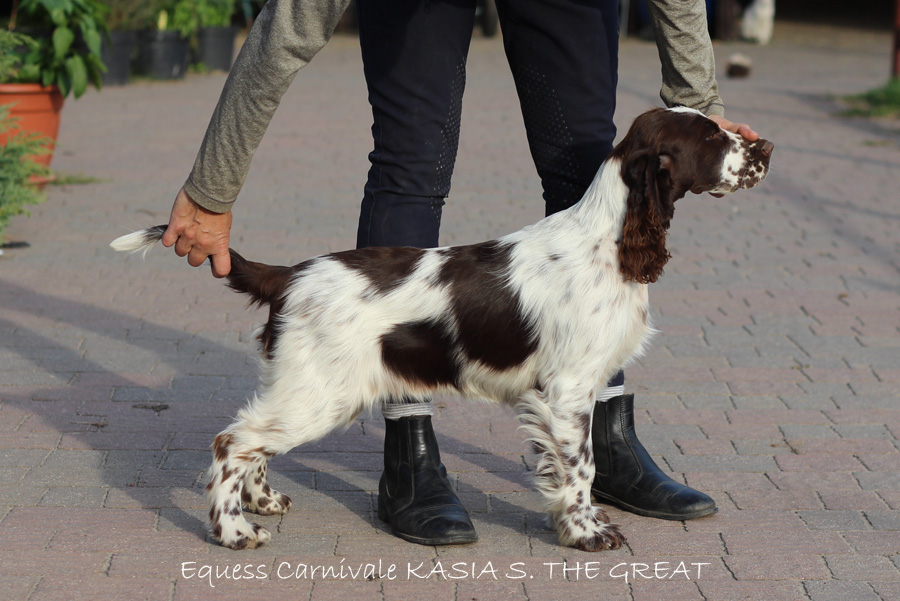 springer-spaniel-angielski-kasia1