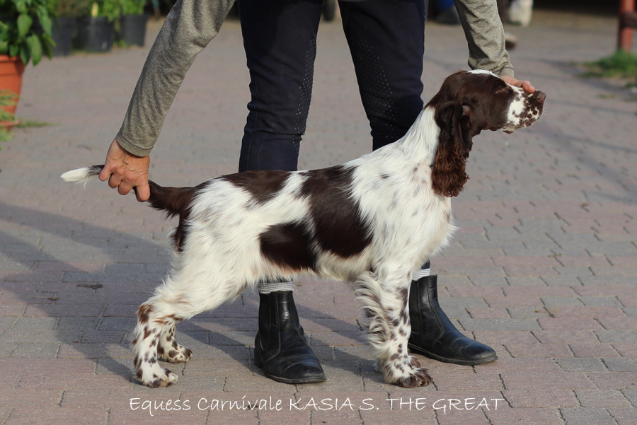 springer-spaniel-angielski-kasia2 springer-spaniel-angielski-kasia2