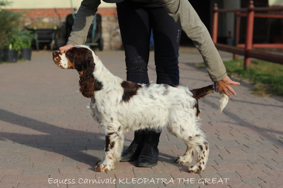 springer-spaniel-angielski-kleo2 springer-spaniel-angielski-kleo2