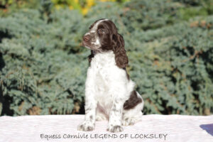 springer-spaniel-angielski-legend1 springer-spaniel-angielski-legend1