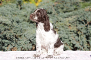 springer-spaniel-angielski-legend2 springer-spaniel-angielski-legend2