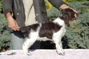 springer-spaniel-angielski-legend3 springer-spaniel-angielski-legend3