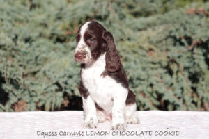 springer-spaniel-angielski-lemon1 springer-spaniel-angielski-lemon1