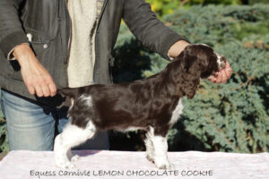 springer-spaniel-angielski-lemon2 springer-spaniel-angielski-lemon2