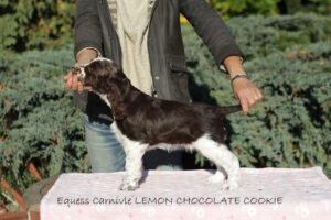 springer-spaniel-angielski-lemon3 springer-spaniel-angielski-lemon3