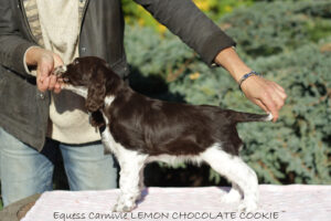 springer-spaniel-angielski-lemon4 springer-spaniel-angielski-lemon4