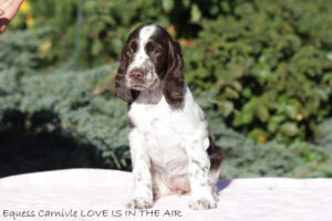 springer-spaniel-angielski-lena1 springer-spaniel-angielski-lena1