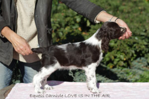 springer-spaniel-angielski-lena2 springer-spaniel-angielski-lena2