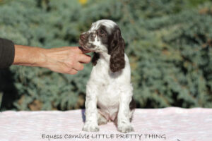 springer-spaniel-angielski-lily1 springer-spaniel-angielski-lily1