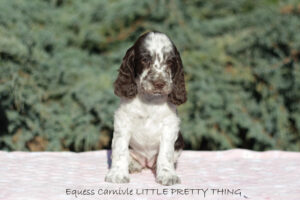 springer-spaniel-angielski-lily2 springer-spaniel-angielski-lily2