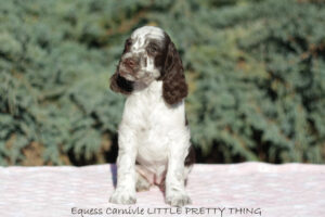 springer-spaniel-angielski-lily3 springer-spaniel-angielski-lily3