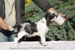 springer-spaniel-angielski-lily4 springer-spaniel-angielski-lily4
