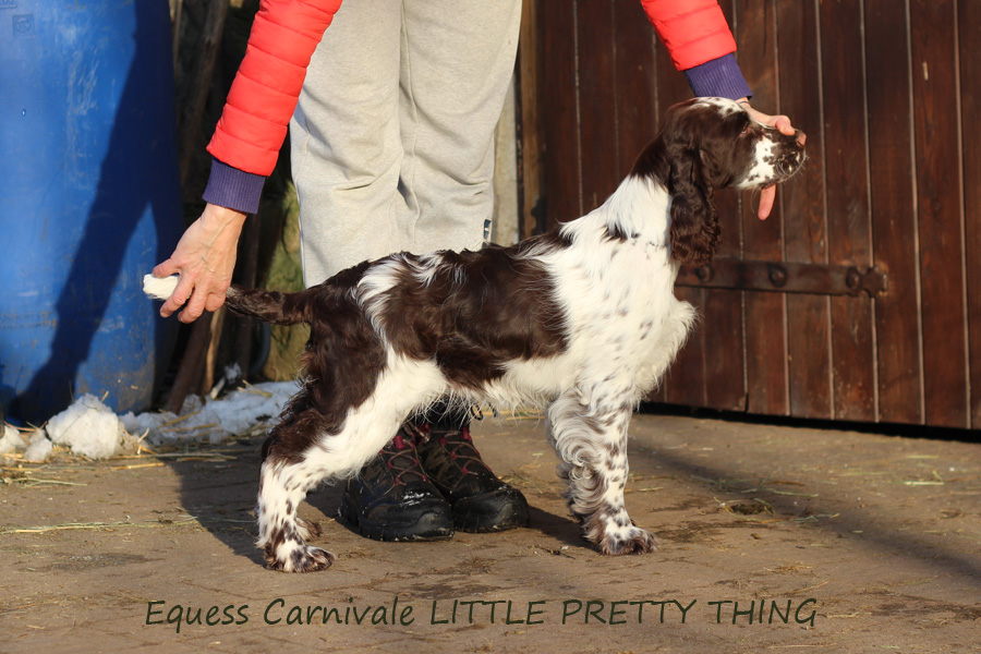 AVAILABLE click for more...