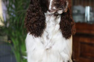 springer-spaniel-angielski-rys1 springer-spaniel-angielski-rys1