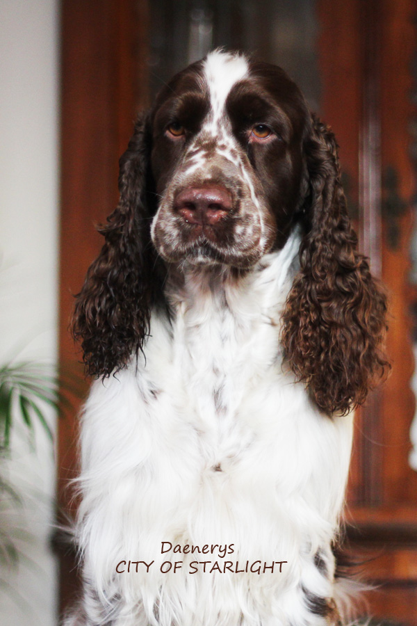 springer-spaniel-angielski-rys5