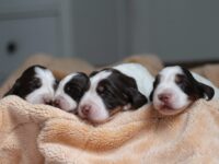 IMG_5345 IMG_5345