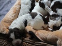 IMG_5369 IMG_5369