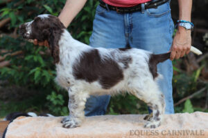 Equess Carnivale miot M 1