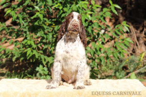 Equess Carnivale miot M 1