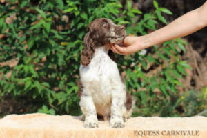Equess Carnivale miot M 2