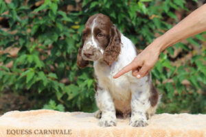 equess-m26-puppy2-003 Equess Carnivale miot M 2