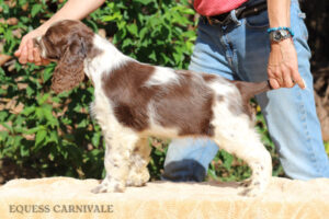 equess-m26-puppy2-004 Equess Carnivale miot M 2