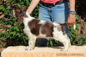 equess-m26-puppy2-005 Equess Carnivale miot M 2