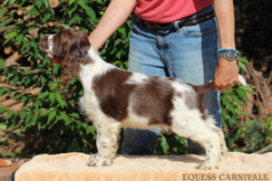 equess-m26-puppy2-006 Equess Carnivale miot M 2