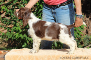 equess-m26-puppy2-007 Equess Carnivale miot M 2